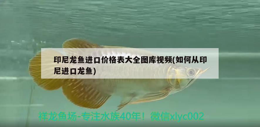 印尼龍魚進口價格表大全圖庫視頻(如何從印尼進口龍魚)