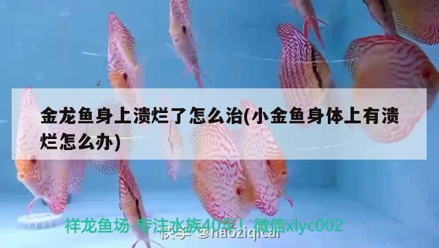 金龍魚身上潰爛了怎么治(小金魚身體上有潰爛怎么辦) 泰國虎魚（泰虎）