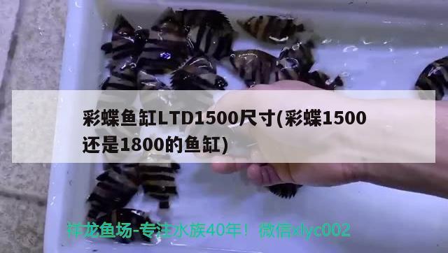 彩蝶魚(yú)缸LTD1500尺寸(彩蝶1500還是1800的魚(yú)缸)