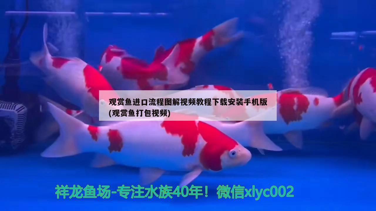 觀賞魚進(jìn)口流程圖解視頻教程下載安裝手機(jī)版(觀賞魚打包視頻)