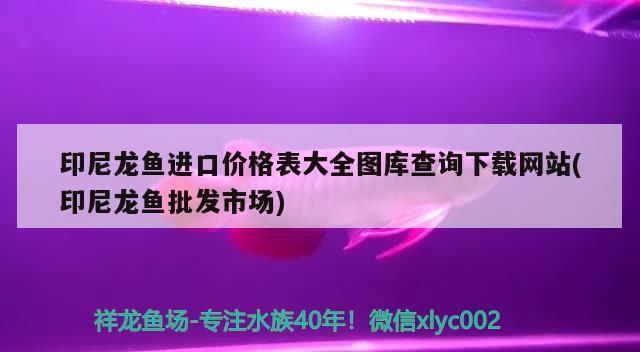 印尼龍魚進口價格表大全圖庫查詢下載網(wǎng)站(印尼龍魚批發(fā)市場) 龍魚批發(fā)