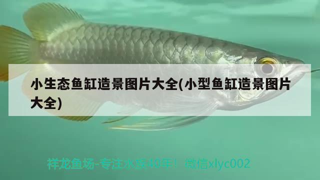 小生態(tài)魚(yú)缸造景圖片大全(小型魚(yú)缸造景圖片大全) 廣州水族器材濾材批發(fā)市場(chǎng)