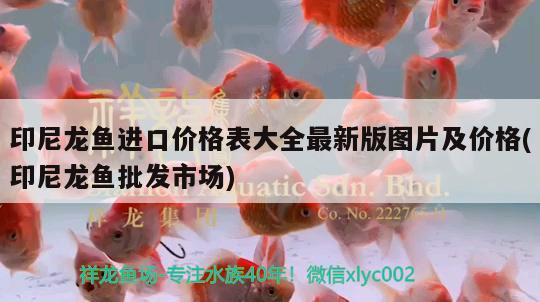 印尼龍魚進(jìn)口價格表大全最新版圖片及價格(印尼龍魚批發(fā)市場) 龍魚批發(fā)