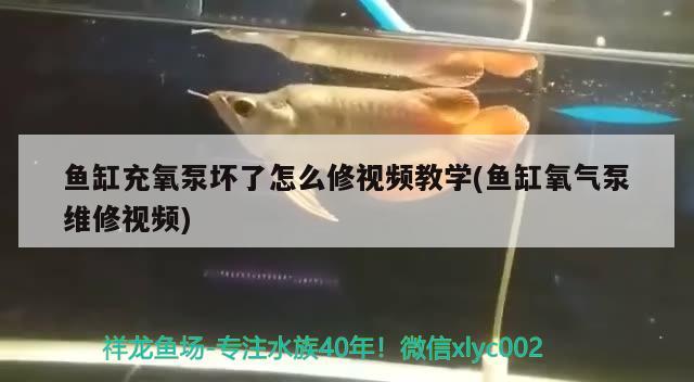 魚缸充氧泵壞了怎么修視頻教學(xué)(魚缸氧氣泵維修視頻) 鸚鵡魚