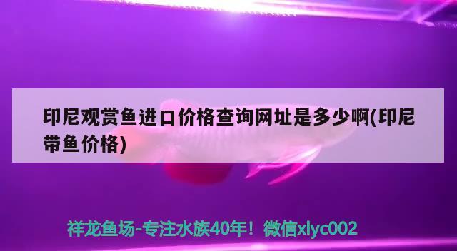 印尼觀賞魚進口價格查詢網(wǎng)址是多少啊(印尼帶魚價格) 觀賞魚進出口