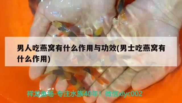 男人吃燕窩有什么作用與功效(男士吃燕窩有什么作用) 馬來西亞燕窩