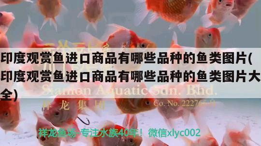 印度觀賞魚進口商品有哪些品種的魚類圖片(印度觀賞魚進口商品有哪些品種的魚類圖片大全)