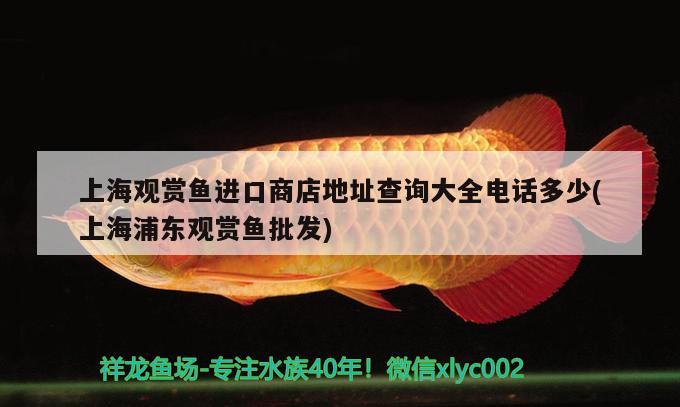 上海觀賞魚(yú)進(jìn)口商店地址查詢大全電話多少(上海浦東觀賞魚(yú)批發(fā)) 觀賞魚(yú)進(jìn)出口