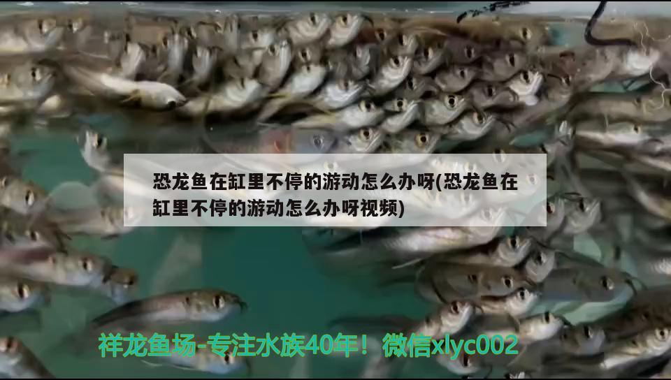 恐龍魚在缸里不停的游動怎么辦呀(恐龍魚在缸里不停的游動怎么辦呀視頻)