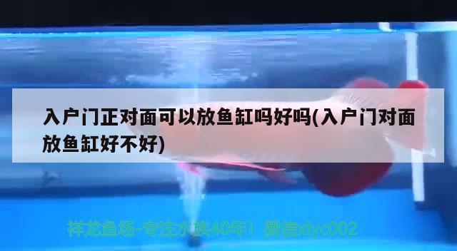 入戶門正對面可以放魚缸嗎好嗎(入戶門對面放魚缸好不好) 玫瑰銀版魚