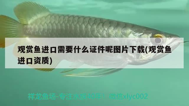 觀賞魚進(jìn)口需要什么證件呢圖片下載(觀賞魚進(jìn)口資質(zhì)) 觀賞魚進(jìn)出口