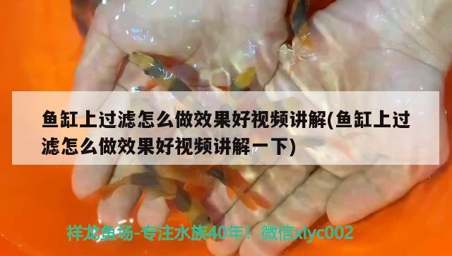 魚缸上過濾怎么做效果好視頻講解(魚缸上過濾怎么做效果好視頻講解一下) 大正錦鯉魚