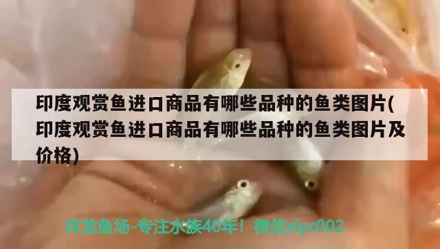 印度觀賞魚(yú)進(jìn)口商品有哪些品種的魚(yú)類圖片(印度觀賞魚(yú)進(jìn)口商品有哪些品種的魚(yú)類圖片及價(jià)格) 觀賞魚(yú)進(jìn)出口