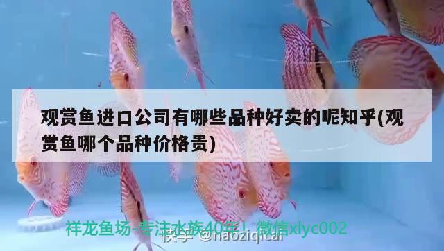 觀賞魚進(jìn)口公司有哪些品種好賣的呢知乎(觀賞魚哪個品種價格貴)