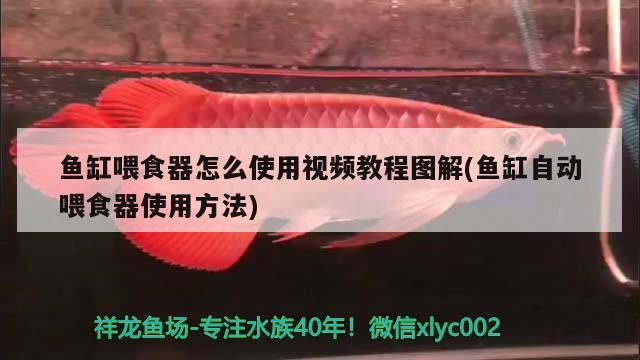 魚(yú)缸喂食器怎么使用視頻教程圖解(魚(yú)缸自動(dòng)喂食器使用方法) 喂食器