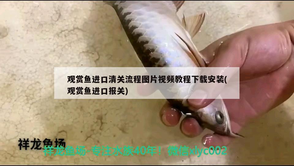 觀賞魚進(jìn)口清關(guān)流程圖片視頻教程下載安裝(觀賞魚進(jìn)口報關(guān)) 觀賞魚進(jìn)出口