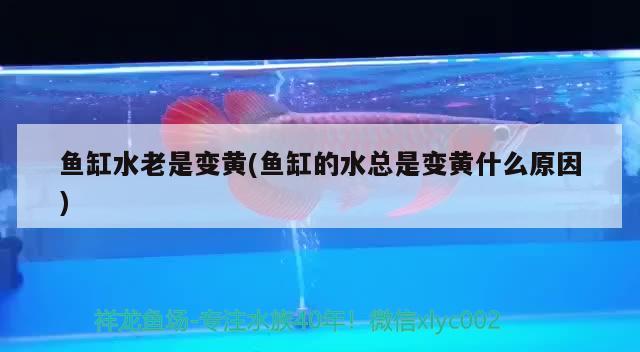 魚缸水老是變黃(魚缸的水總是變黃什么原因) 黃鰭鯧魚