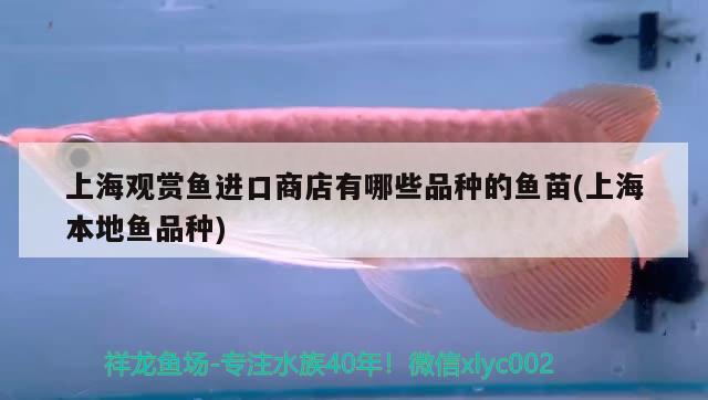 上海觀賞魚進(jìn)口商店有哪些品種的魚苗(上海本地魚品種) 觀賞魚進(jìn)出口