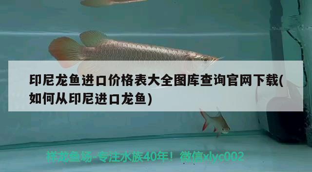 印尼龍魚進口價格表大全圖庫查詢官網下載(如何從印尼進口龍魚)