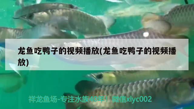 龍魚吃鴨子的視頻播放(龍魚吃鴨子的視頻播放)