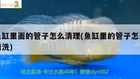 魚(yú)缸里面的管子怎么清理(魚(yú)缸里的管子怎么清洗) 魚(yú)缸風(fēng)水