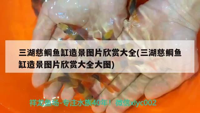 三湖慈鯛魚缸造景圖片欣賞大全(三湖慈鯛魚缸造景圖片欣賞大全大圖) 南美異型魚