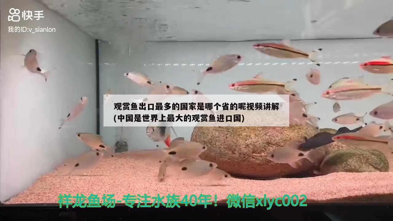 觀賞魚出口最多的國(guó)家是哪個(gè)省的呢視頻講解(中國(guó)是世界上最大的觀賞魚進(jìn)口國(guó)) 觀賞魚進(jìn)出口