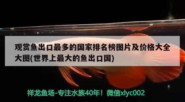 觀賞魚(yú)出口最多的國(guó)家排名榜圖片及價(jià)格大全大圖(世界上最大的魚(yú)出口國(guó)) 觀賞魚(yú)進(jìn)出口