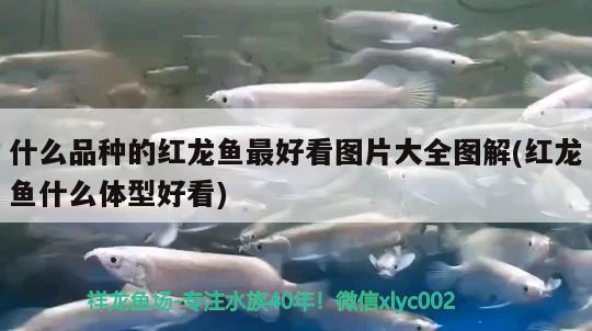 什么品種的紅龍魚(yú)最好看圖片大全圖解(紅龍魚(yú)什么體型好看)