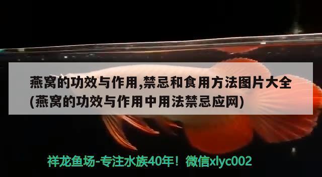 燕窩的功效與作用,禁忌和食用方法圖片大全(燕窩的功效與作用中用法禁忌應網(wǎng))