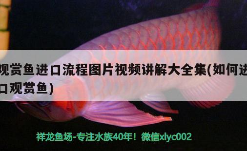 觀賞魚進口流程圖片視頻講解大全集(如何進口觀賞魚)