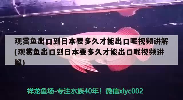 觀賞魚(yú)出口到日本要多久才能出口呢視頻講解(觀賞魚(yú)出口到日本要多久才能出口呢視頻講解) 觀賞魚(yú)進(jìn)出口