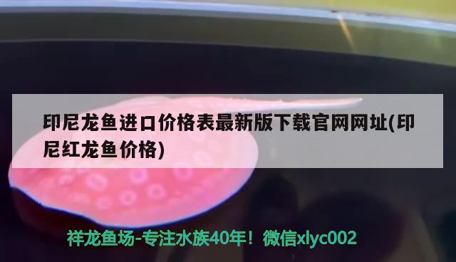 印尼龍魚進口價格表最新版下載官網(wǎng)網(wǎng)址(印尼紅龍魚價格) 印尼紅龍魚