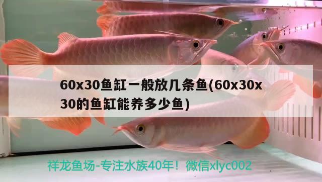 60x30魚缸一般放幾條魚(60x30x30的魚缸能養(yǎng)多少魚)