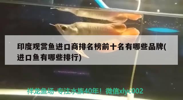 印度觀賞魚進口商排名榜前十名有哪些品牌(進口魚有哪些排行)