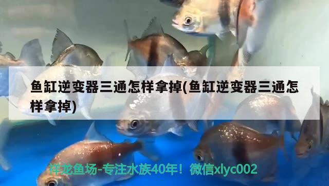 魚缸逆變器三通怎樣拿掉(魚缸逆變器三通怎樣拿掉) 蘇虎