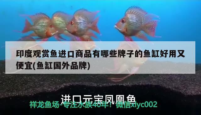 印度觀賞魚進(jìn)口商品有哪些牌子的魚缸好用又便宜(魚缸國(guó)外品牌) 觀賞魚進(jìn)出口