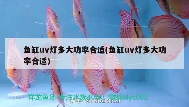 魚缸uv燈多大功率合適(魚缸uv燈多大功率合適) 觀賞魚魚苗