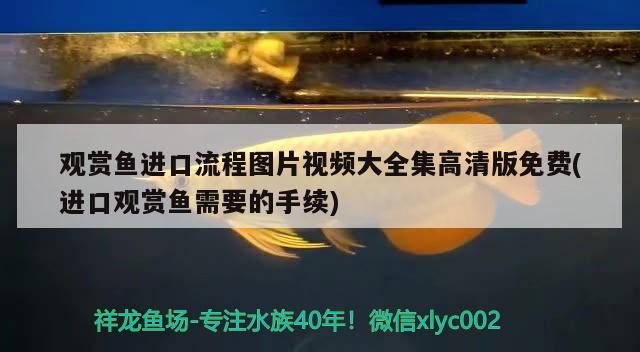 觀賞魚進口流程圖片視頻大全集高清版免費(進口觀賞魚需要的手續(xù))