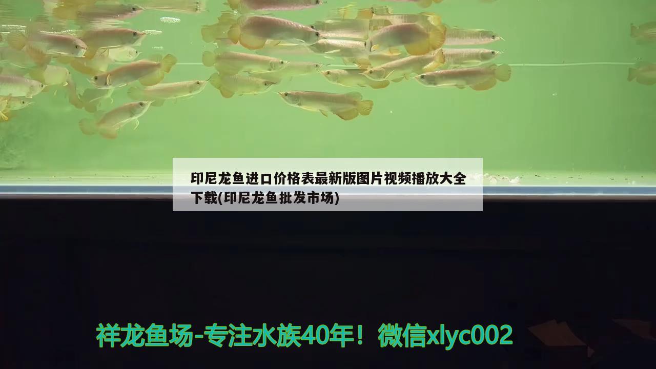 印尼龍魚進口價格表最新版圖片視頻播放大全下載(印尼龍魚批發(fā)市場)