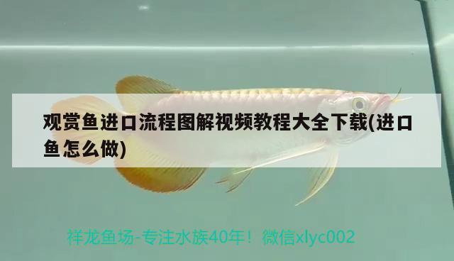 觀賞魚進(jìn)口流程圖解視頻教程大全下載(進(jìn)口魚怎么做)