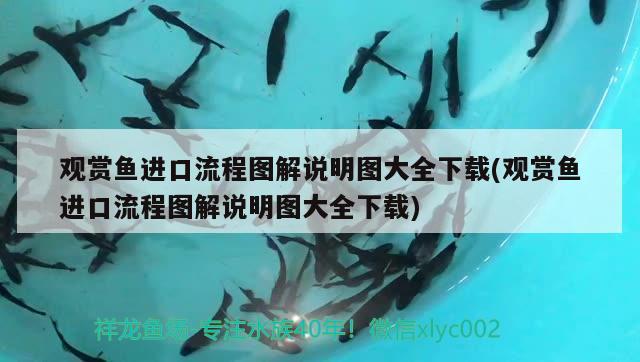 觀賞魚進(jìn)口流程圖解說明圖大全下載(觀賞魚進(jìn)口流程圖解說明圖大全下載) 觀賞魚進(jìn)出口