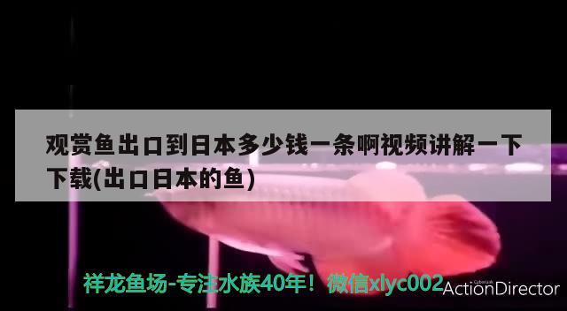 觀賞魚出口到日本多少錢一條啊視頻講解一下下載(出口日本的魚) 觀賞魚進出口