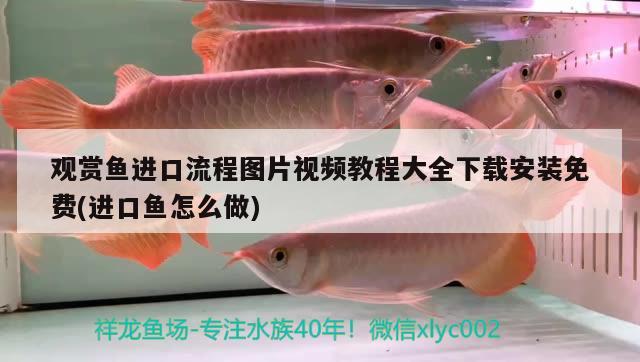 觀賞魚進(jìn)口流程圖片視頻教程大全下載安裝免費(fèi)(進(jìn)口魚怎么做)