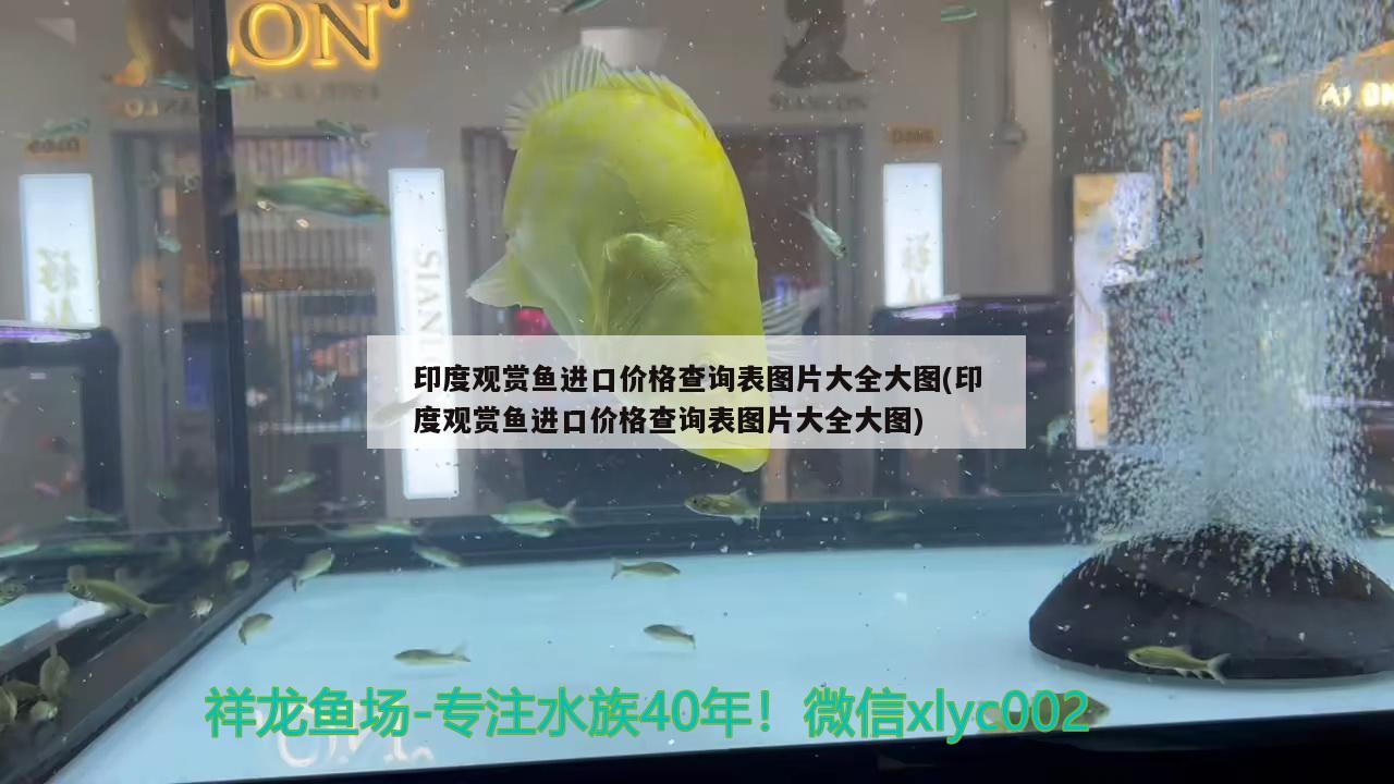 印度觀賞魚進(jìn)口價格查詢表圖片大全大圖(印度觀賞魚進(jìn)口價格查詢表圖片大全大圖)