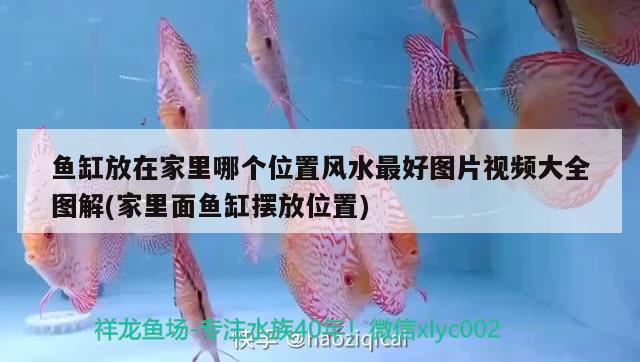 魚缸放在家里哪個位置風水最好圖片視頻大全圖解(家里面魚缸擺放位置)