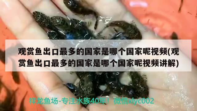 觀賞魚(yú)出口最多的國(guó)家是哪個(gè)國(guó)家呢視頻(觀賞魚(yú)出口最多的國(guó)家是哪個(gè)國(guó)家呢視頻講解) 觀賞魚(yú)進(jìn)出口