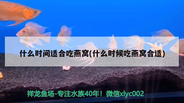 什么時間適合吃燕窩(什么時候吃燕窩合適)