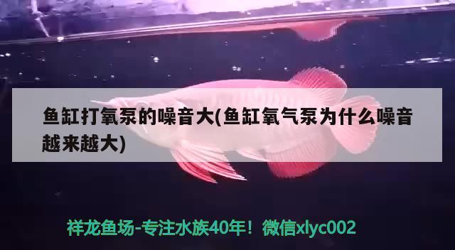 魚缸打氧泵的噪音大(魚缸氧氣泵為什么噪音越來越大) 龍魚批發(fā)