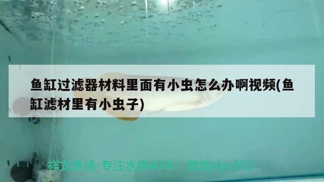 魚(yú)缸過(guò)濾器材料里面有小蟲(chóng)怎么辦啊視頻(魚(yú)缸濾材里有小蟲(chóng)子) 印尼虎苗